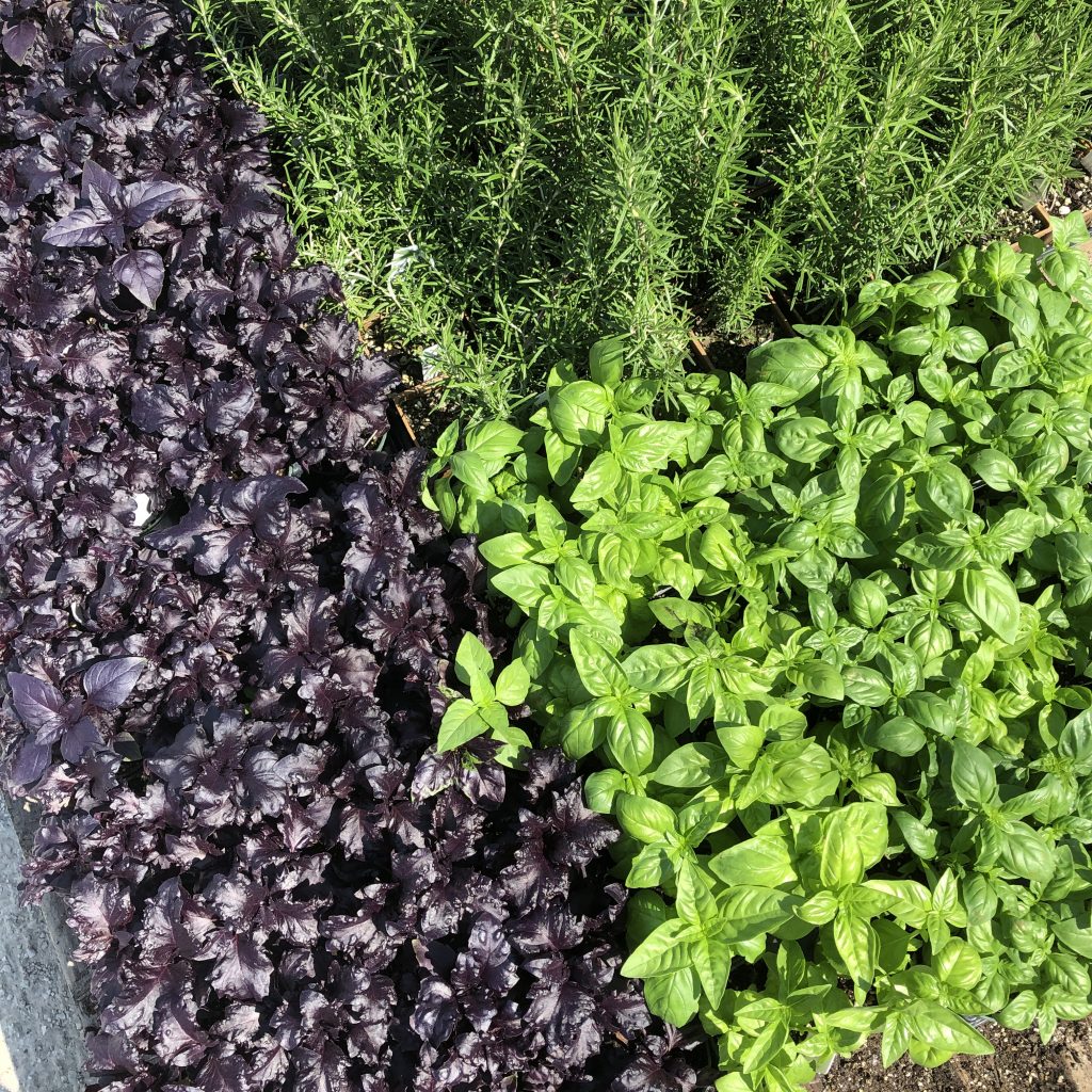 potted herb