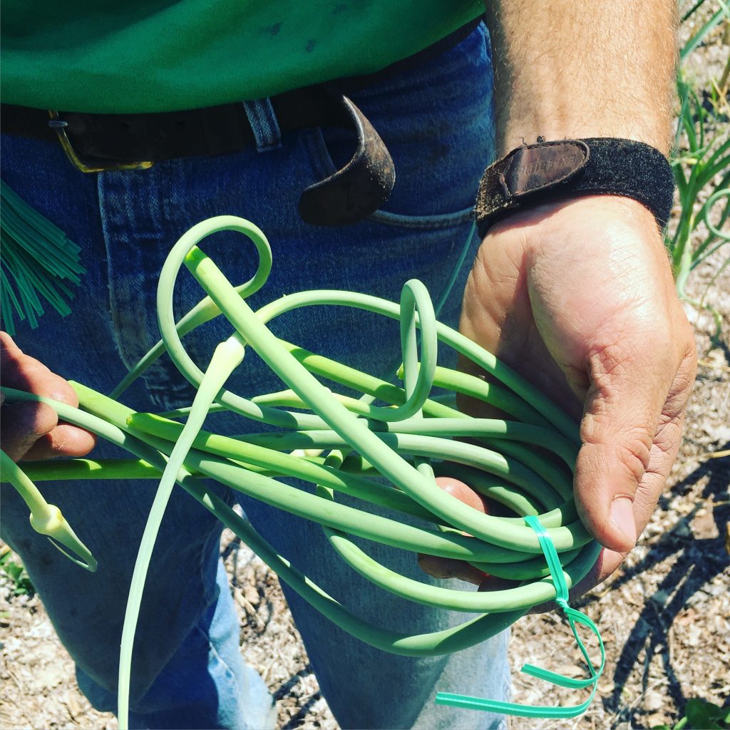 garlic scapes