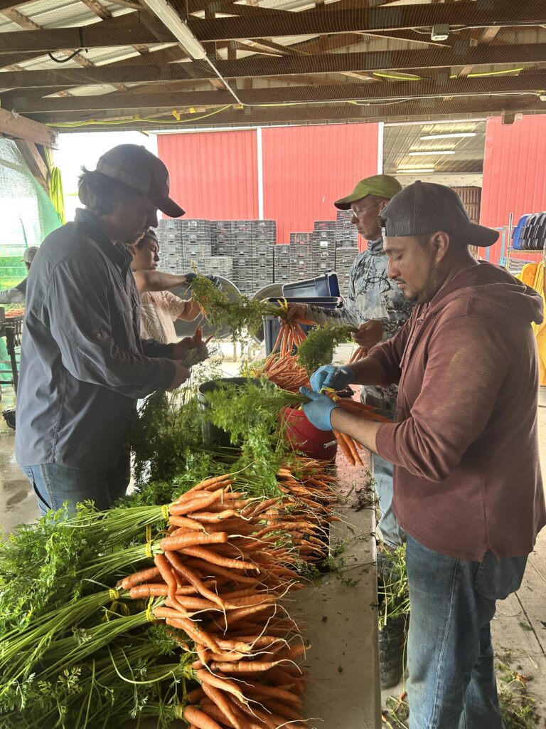 harvesting carrots