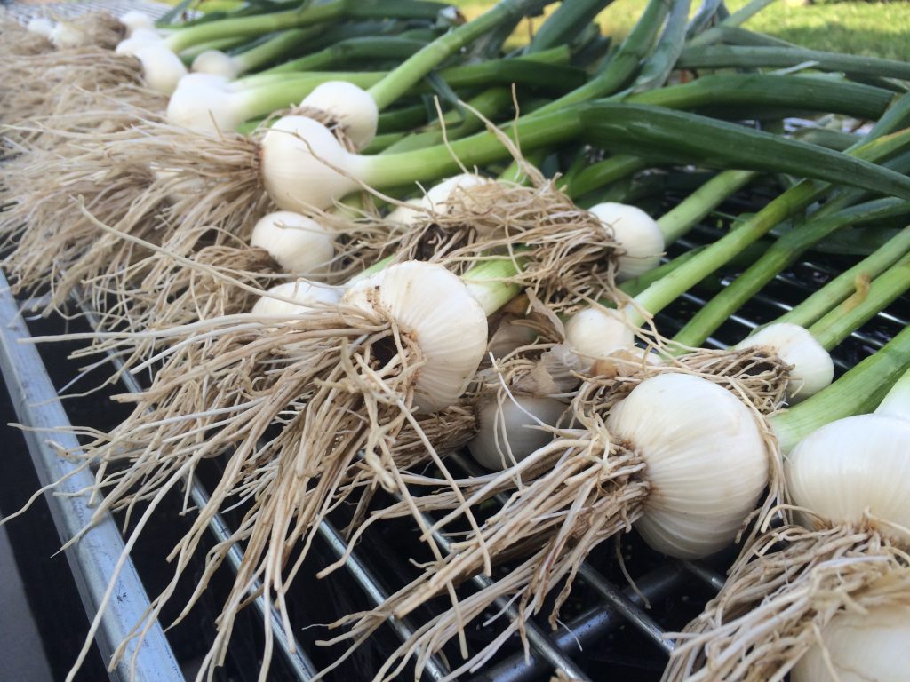 fresh garlic