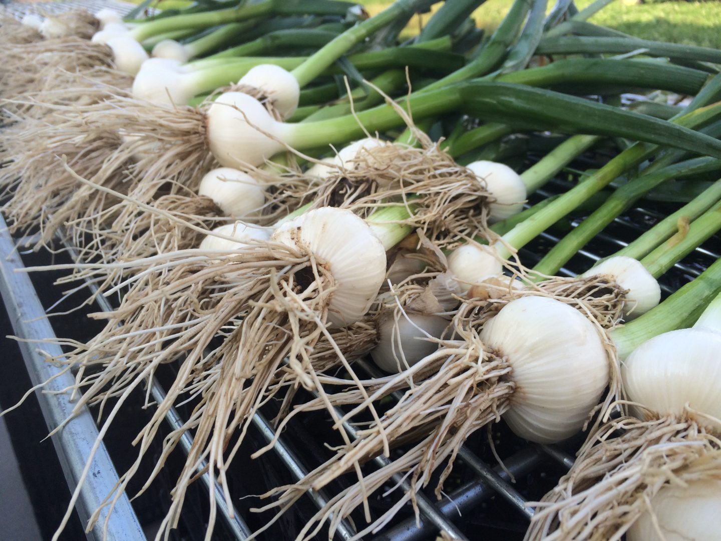The Many Stages of Garlic - Shared Legacy Farms