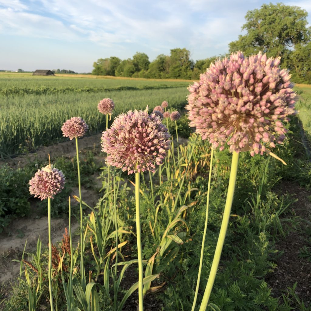 garlic scapes flowering