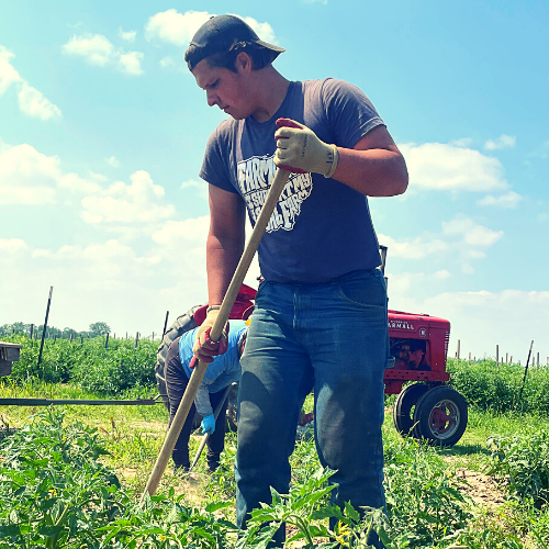 Noah weeding