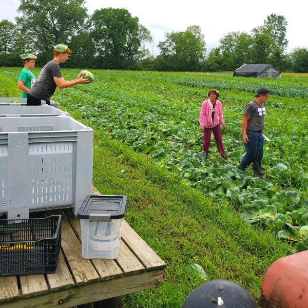 boys harvest cabbage