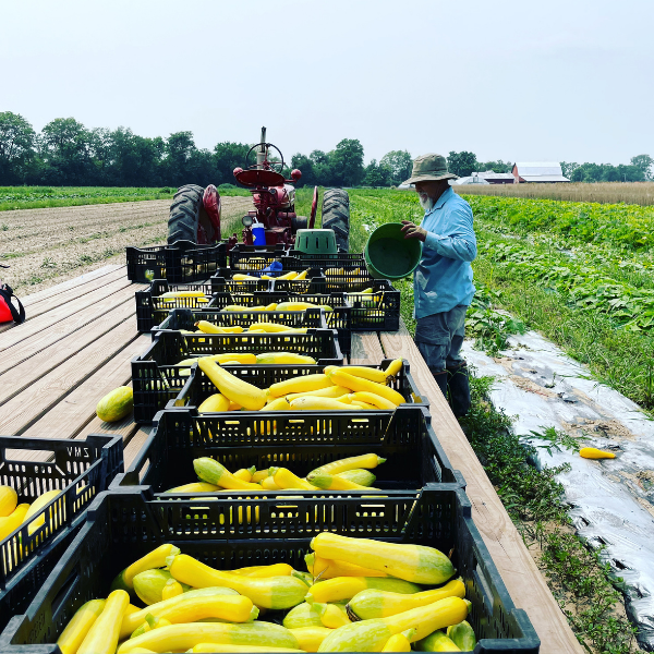 picking squash