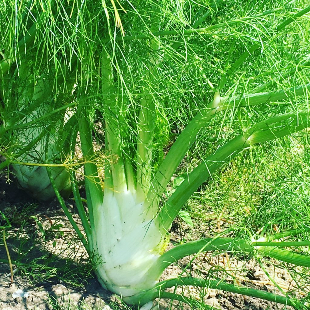 fennel