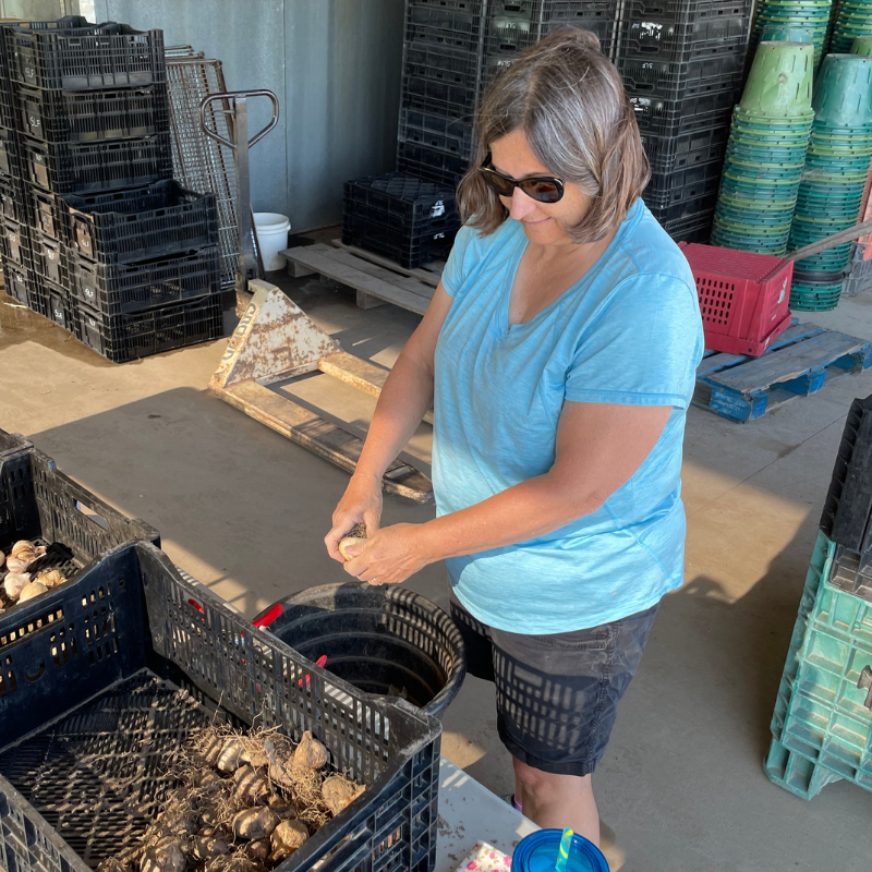 garlic processing