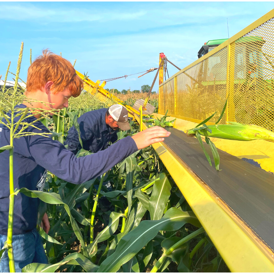 jed pulls corn