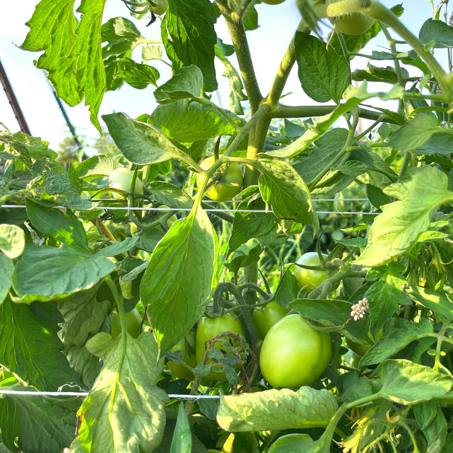 green tomatoes