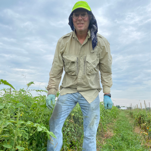 tomato harvester