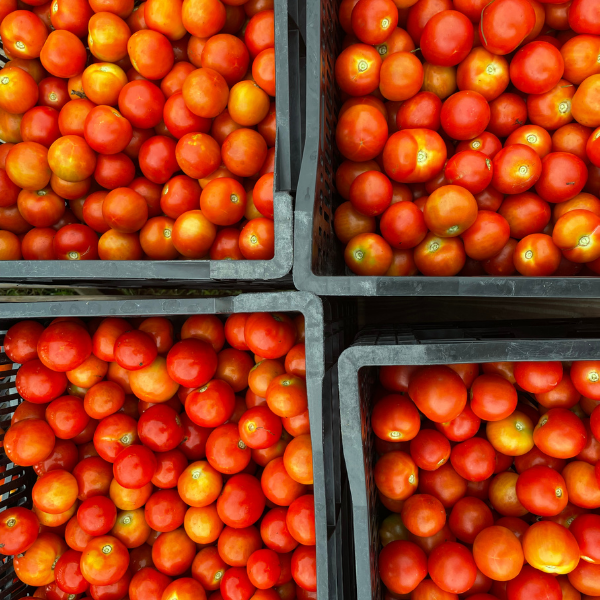 tomatoes for sale