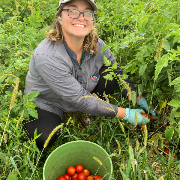 tomato harvester