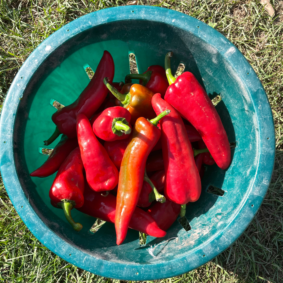 bulk peppers