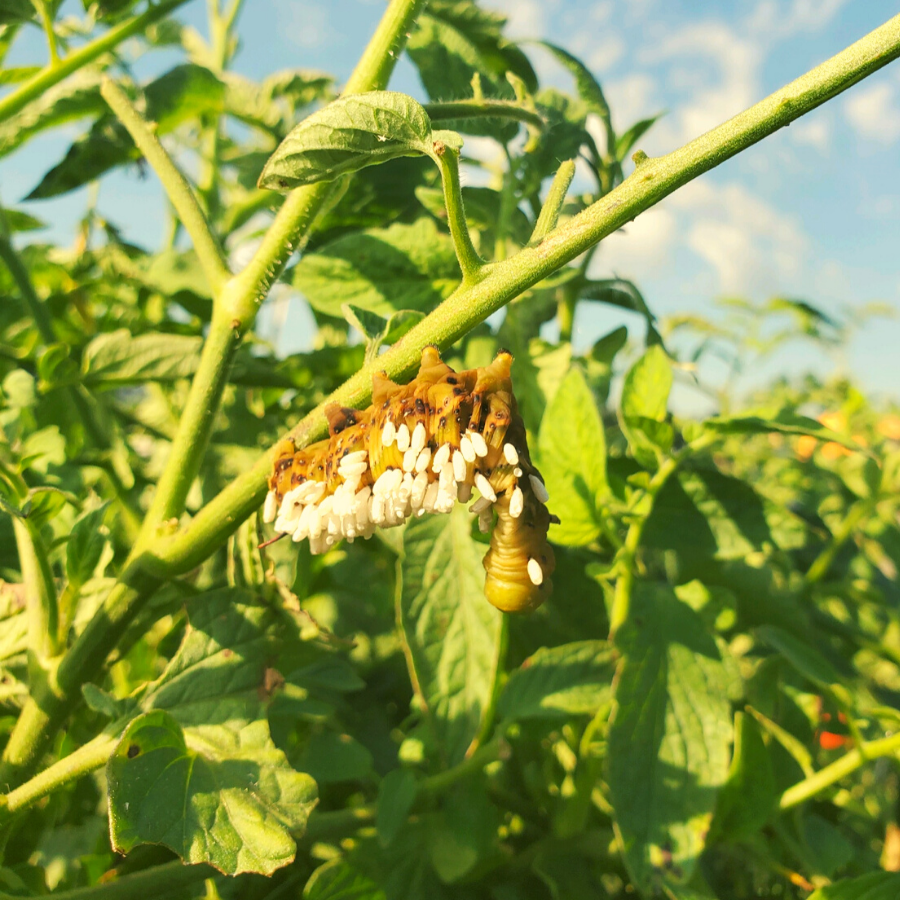 tomato horn worm