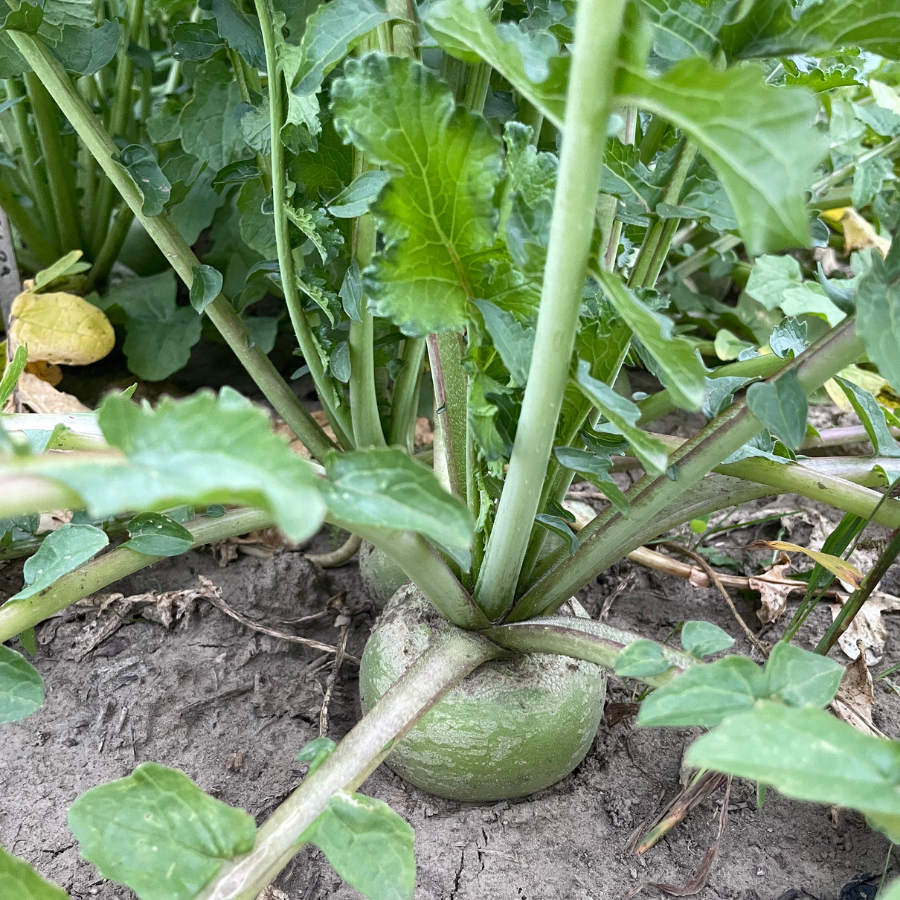 watermelon radish