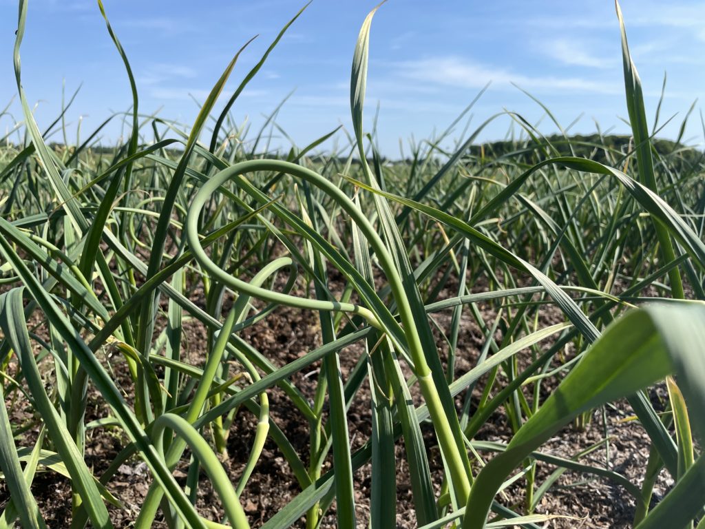 garlic scape