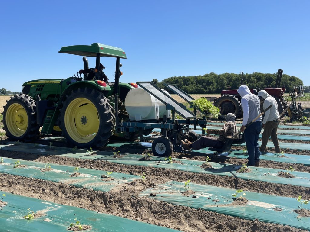 planting melons