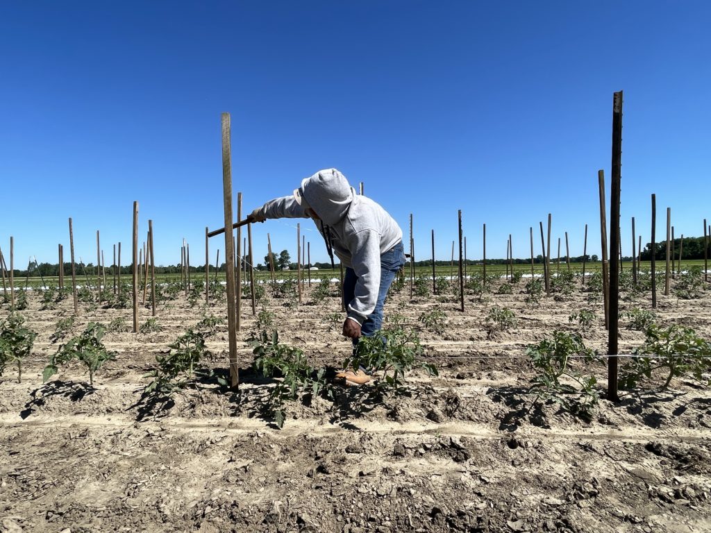 tying tomatoes