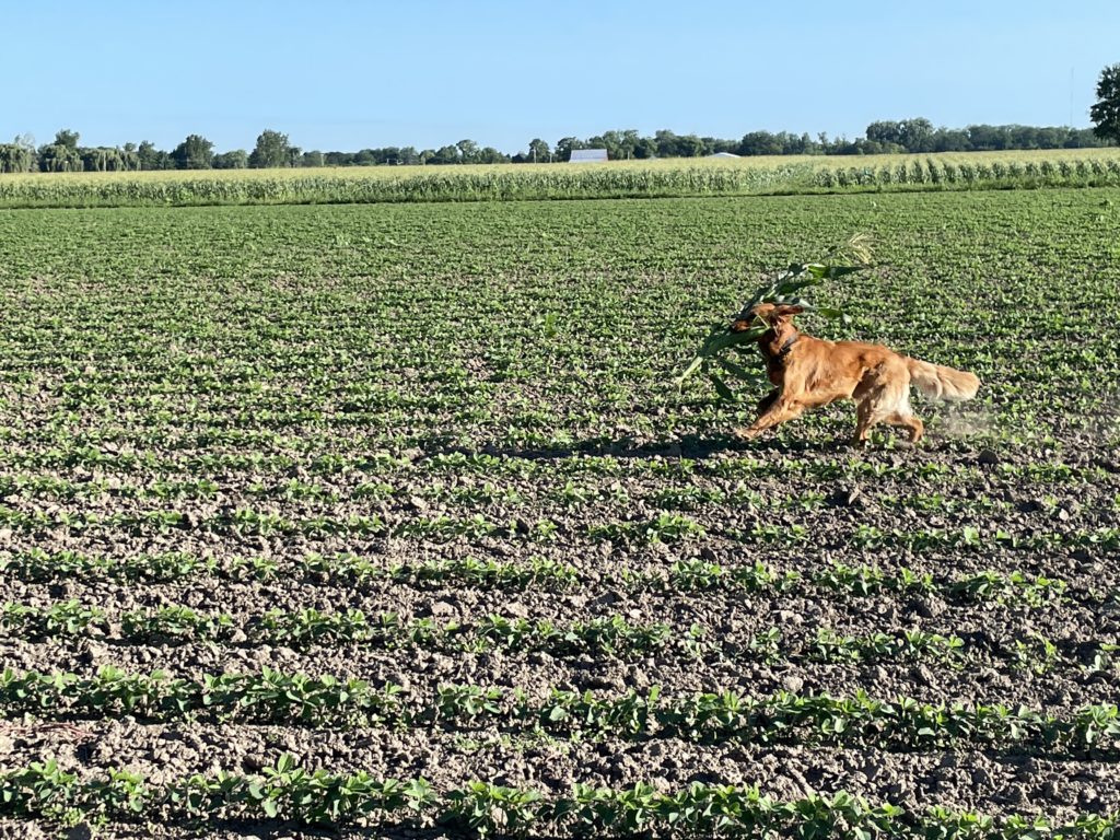 harley and corn