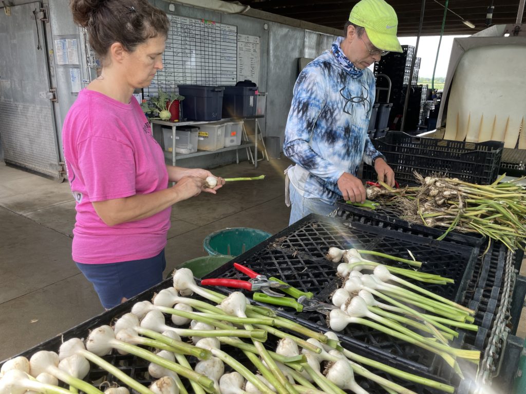 cleaning garlic