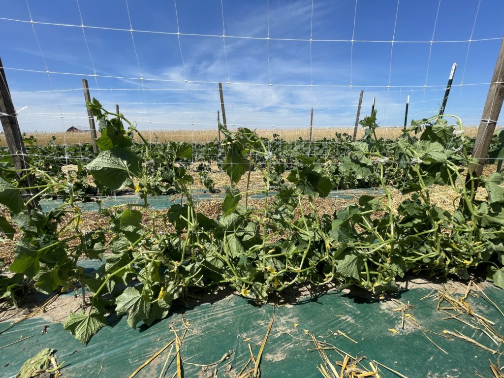 trellis cucumbers