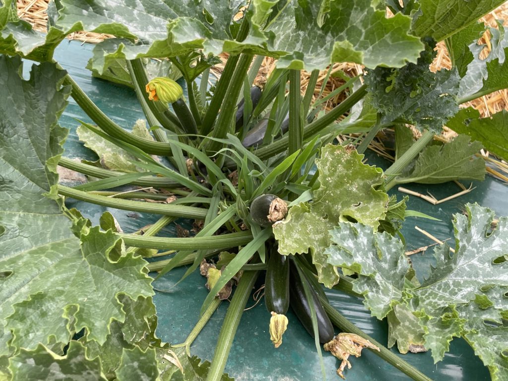 zucchini