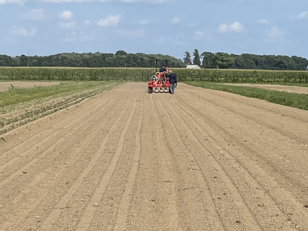 seeding beets