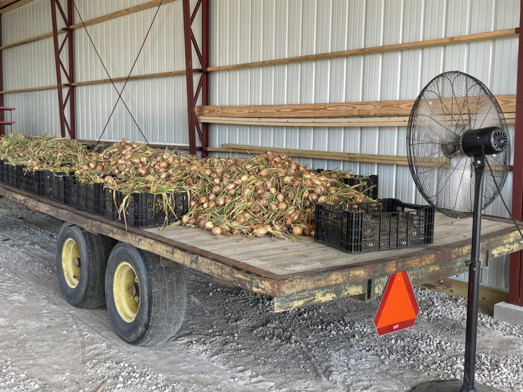 onions curing on wagon