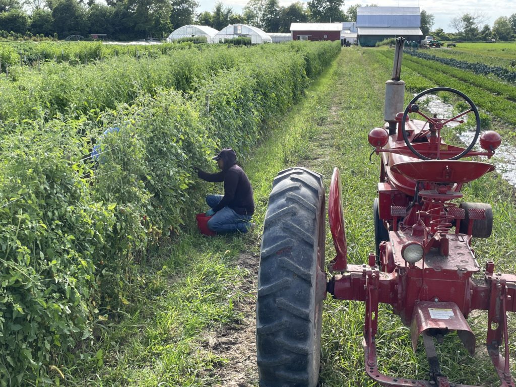 harvesting tomatoes