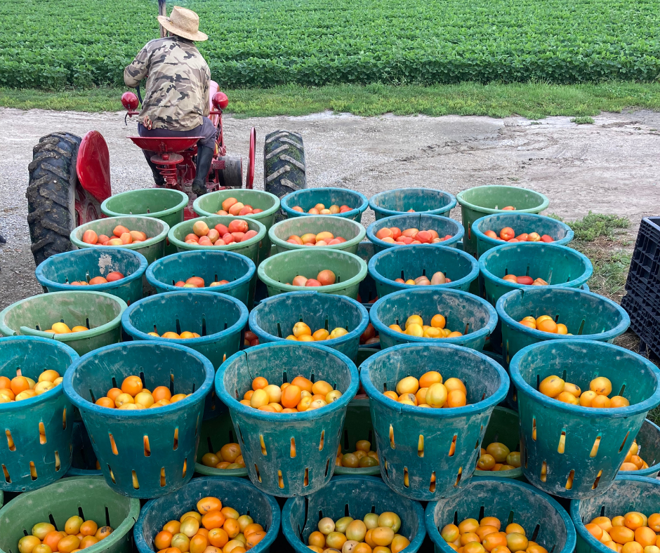 tomatoes