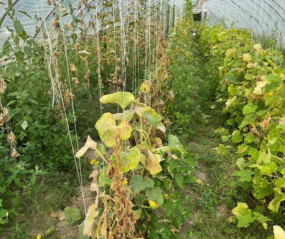 cucumber trellis