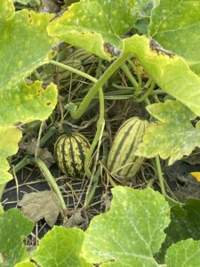 winter squash