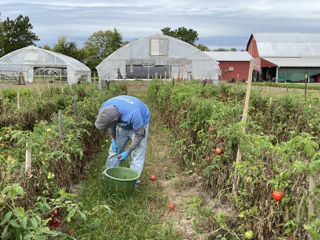 picking tomatoes