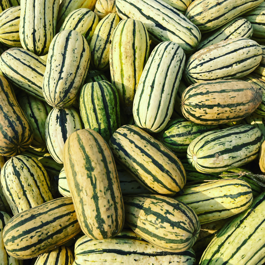 delicata