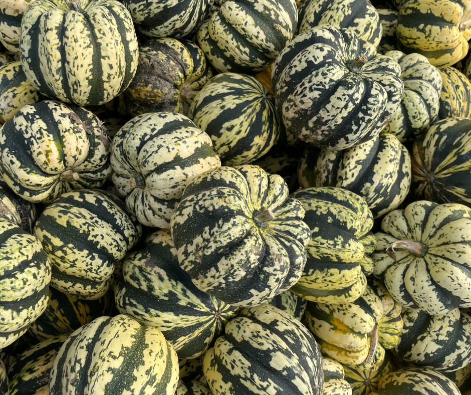 heart of gold winter squash