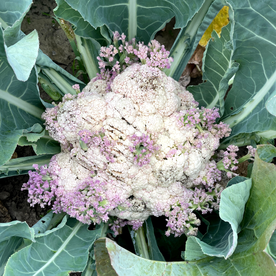 cauliflower bolting
