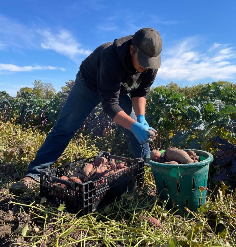 harvest sweet potato