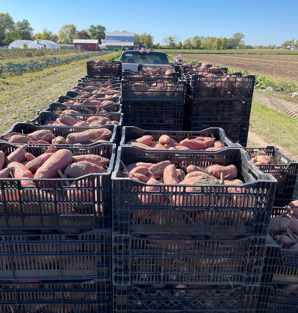 sweet potato yield