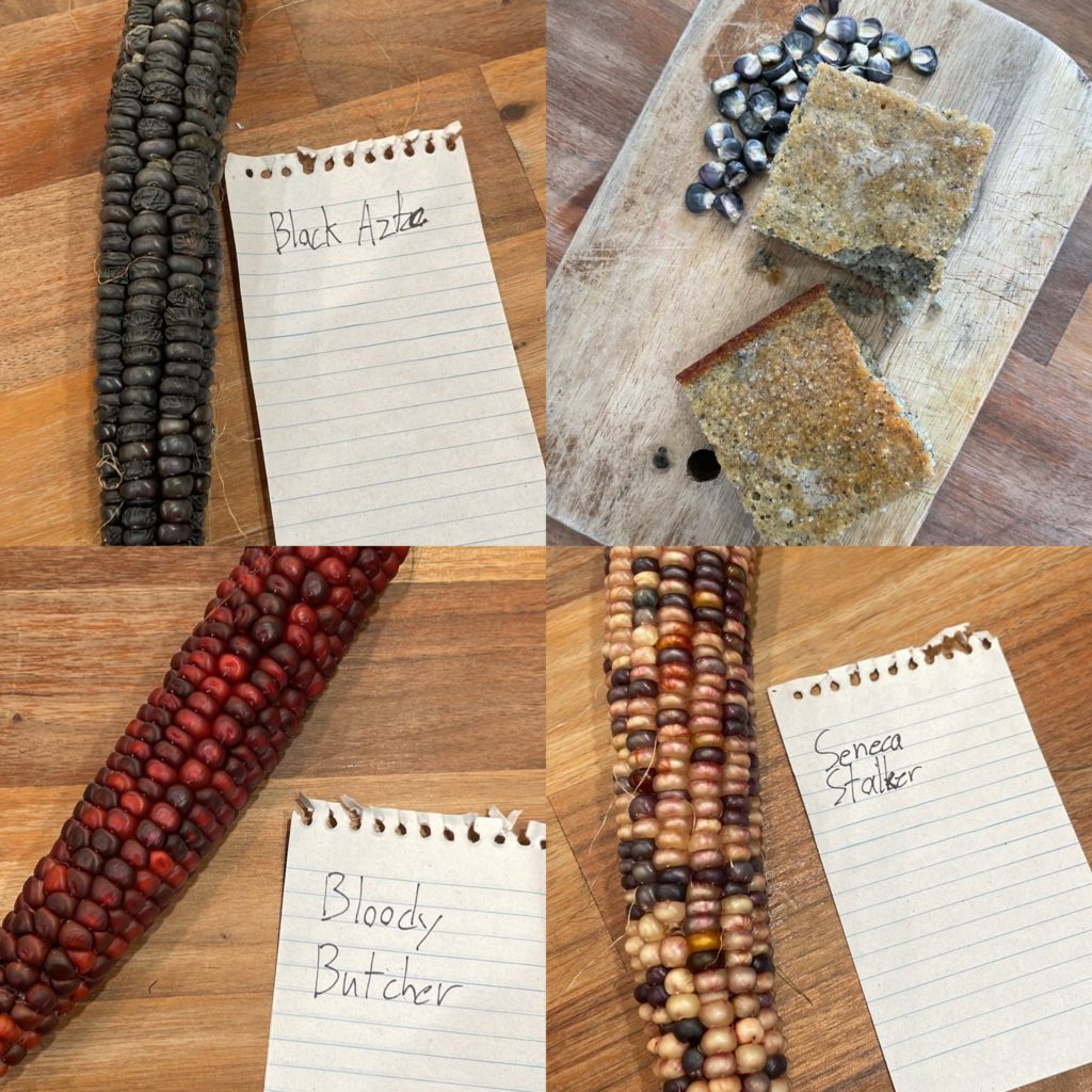 corn varieties