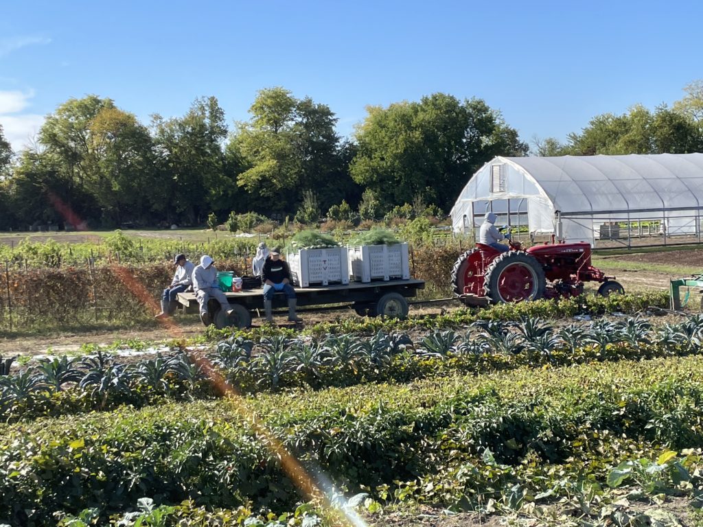 harvest