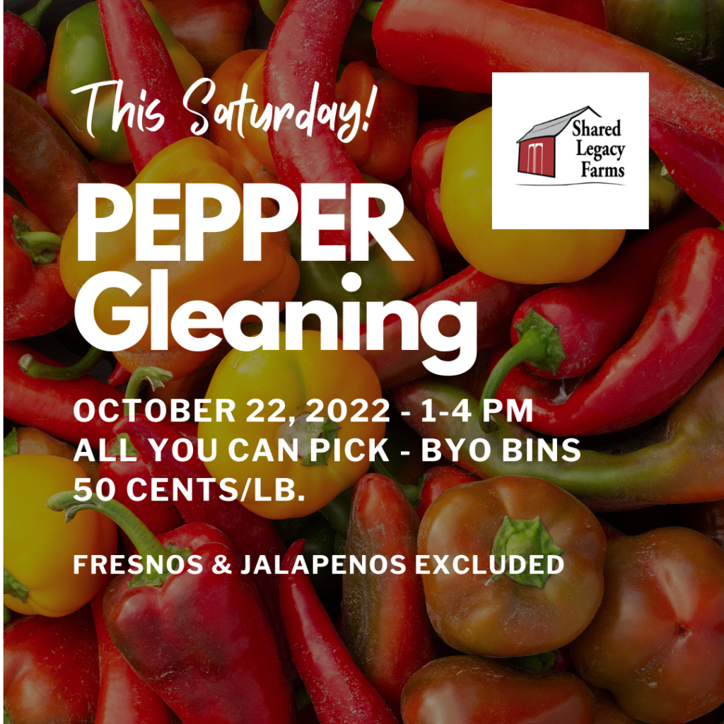 pepper gleaning