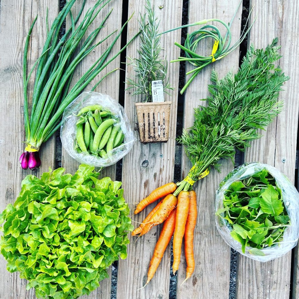 Week 1 veggie box