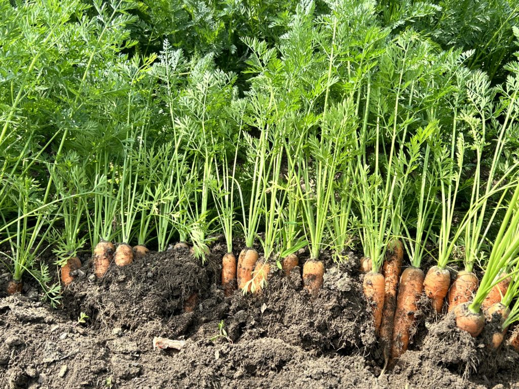 carrots in ground