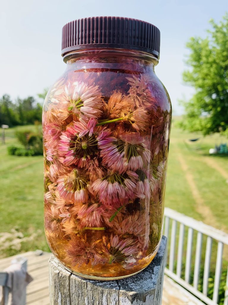 chive blossom vinegar