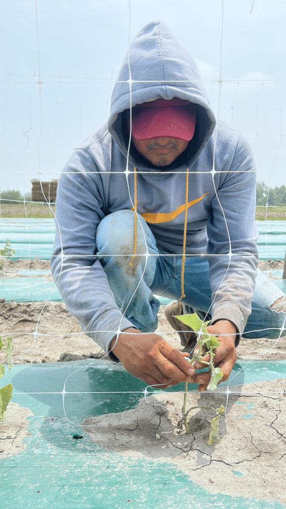 cucumber trellising