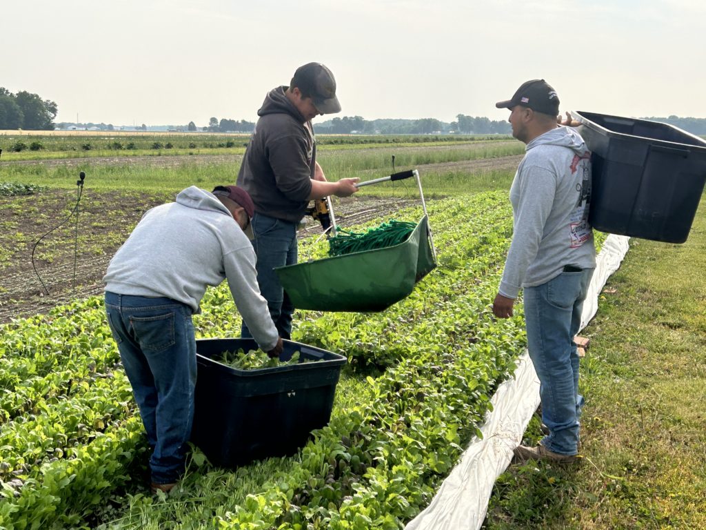 harvesting lettuce