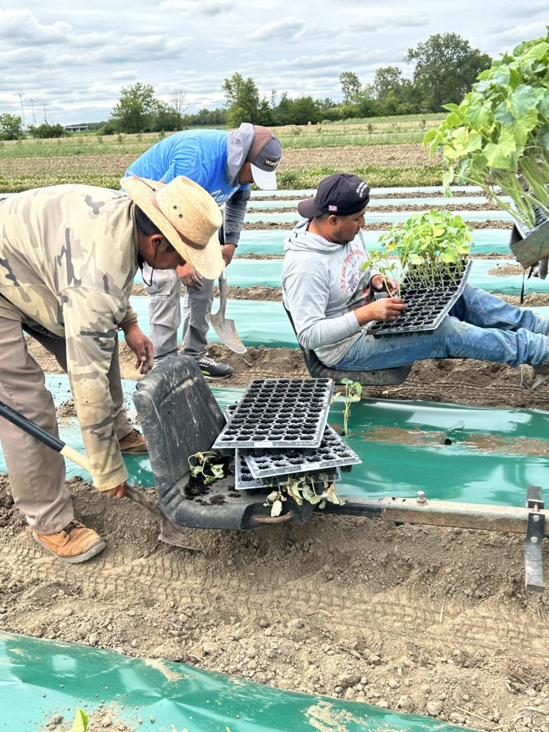 planting squash