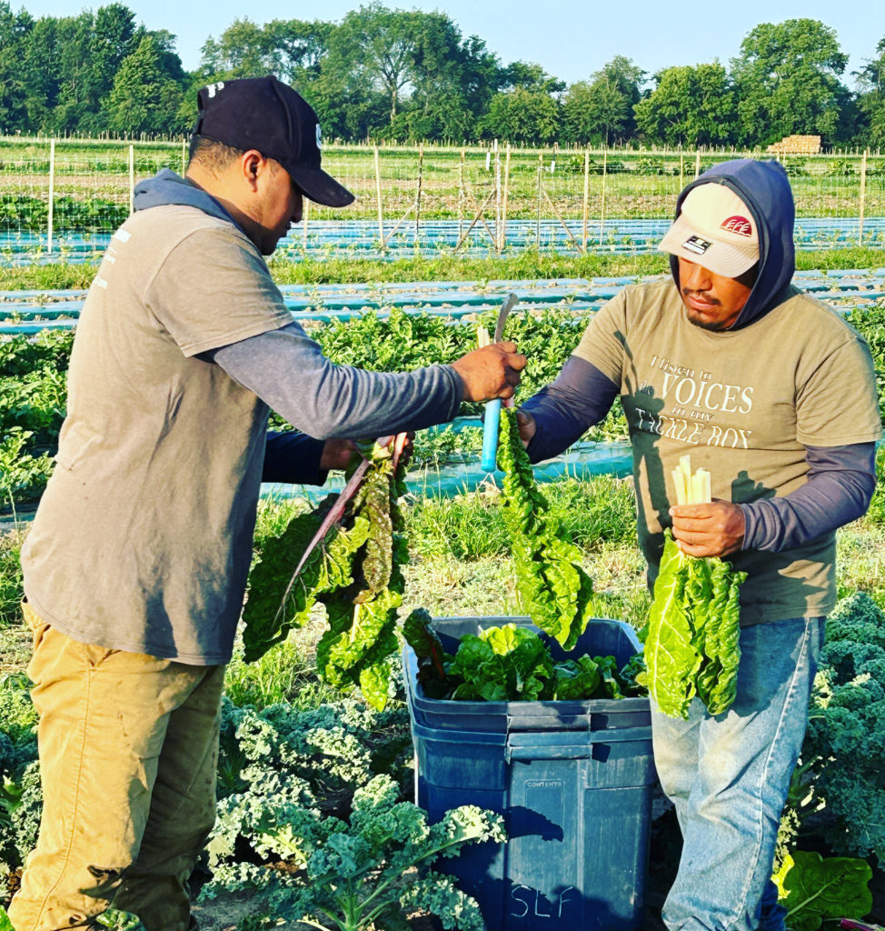 chard harvest