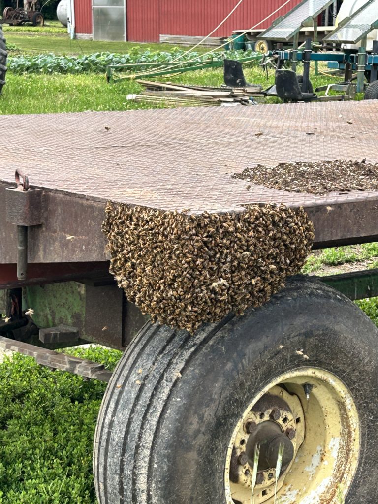 bee swarm