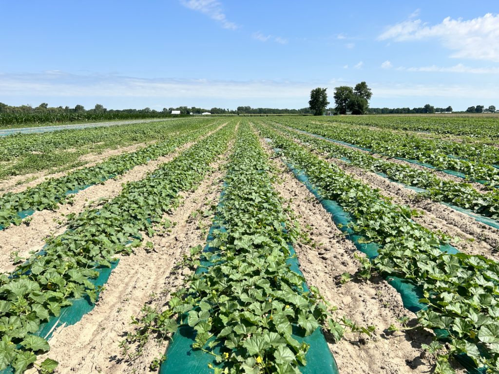 melon succession